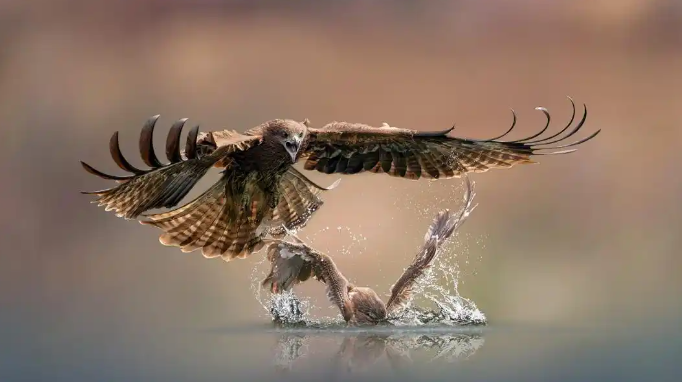 摇拍：捕捉动态之美