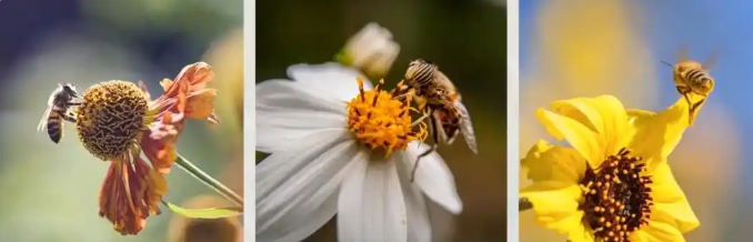 表现主体大小：巧用对比